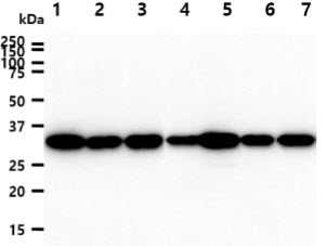 PPIE / Cyclophilin E Antibody - The cell lysates (40ug) were resolved by SDS-PAGE, transferred to PVDF membrane and probed with anti-human PPIE antibody (1:1000). Proteins were visualized using a goat anti-mouse secondary antibody conjugated to HRP and an ECL detection system. Lane 1.: HeLa cell lysate Lane 2.: Jurkat cell lysate Lane 3.: 293T cell lysate Lane 4.: A549 cell lysate Lane 5.: K562 cell lysate Lane 6.: MCF7 cell lysate Lane 7.: LnCap cell lysate