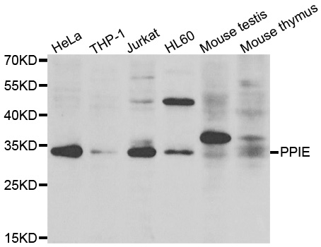 PPIE / Cyclophilin E Antibody - Western blot analysis of extracts of various cell lines.