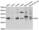PPIE / Cyclophilin E Antibody - Western blot analysis of extracts of various cell lines.