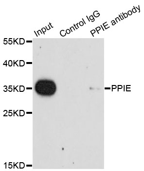 PPIE / Cyclophilin E Antibody - Immunoprecipitation analysis of 200ug extracts of HeLa cells.