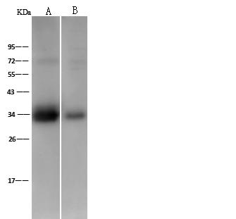 PPIE / Cyclophilin E Antibody - Anti-PPIE rabbit polyclonal antibody at 1:500 dilution. Lane A: 293T Whole Cell Lysate. Lane B: NCI-H1299 Whole Cell Lysate. Lysates/proteins at 30 ug per lane. Secondary: Goat Anti-Rabbit IgG (H+L)/HRP at 1/10000 dilution. Developed using the ECL technique. Performed under reducing conditions. Predicted band size: 33 kDa. Observed band size: 34 kDa.