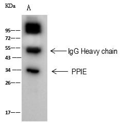 PPIE / Cyclophilin E Antibody - PPIE was immunoprecipitated using: Lane A: 0.5 mg 293T Whole Cell Lysate. 2 uL anti-PPIE rabbit polyclonal antibody and 60 ug of Immunomagnetic beads Protein A/G. Primary antibody: Anti-PPIE rabbit polyclonal antibody, at 1:100 dilution. Secondary antibody: Goat Anti-Rabbit IgG (H+L)/HRP at 1/10000 dilution. Developed using the ECL technique. Performed under reducing conditions. Predicted band size: 33 kDa. Observed band size: 34 kDa.
