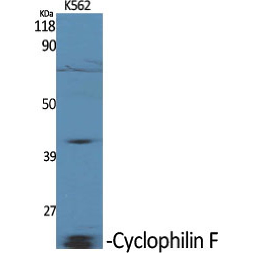 PPIF / Cyclophilin F Antibody - Western blot of Cyclophilin F antibody