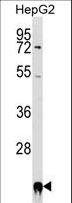 PPIF / Cyclophilin F Antibody - PPIF Antibody western blot of HepG2 cell line lysates (35 ug/lane). The PPIF antibody detected the PPIF protein (arrow).