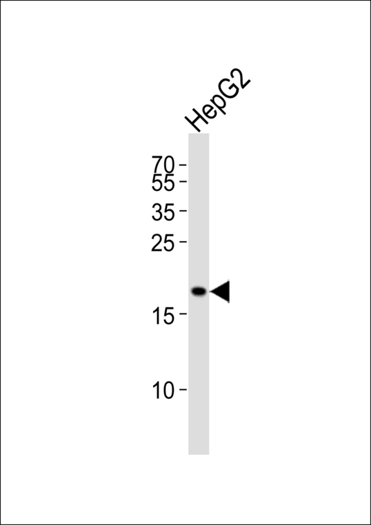PPIF / Cyclophilin F Antibody - Western blot of lysate from HepG2 cell line with PPIF Antibody. Antibody was diluted at 1:1000. A goat anti-rabbit IgG H&L (HRP) at 1:5000 dilution was used as the secondary antibody. Lysate at 35 ug.