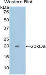 PPIF / Cyclophilin F Antibody - Western blot of recombinant PPIF / Cyclophilin F.  This image was taken for the unconjugated form of this product. Other forms have not been tested.