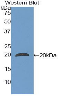 PPIF / Cyclophilin F Antibody - Western blot of recombinant PPIF / Cyclophilin F.  This image was taken for the unconjugated form of this product. Other forms have not been tested.