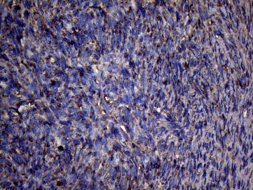 PPIF / Cyclophilin F Antibody - Immunohistochemical staining of paraffin-embedded Human Ovary tissue within the normal limits using anti-PPIF mouse monoclonal antibody. (Heat-induced epitope retrieval by 1mM EDTA in 10mM Tris buffer. (pH8.5) at 120°C for 3 min. (1:150)