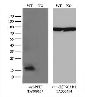 PPIF / Cyclophilin F Antibody - Equivalent amounts of cell lysates  and PPIF-Knockout 293T cells  were separated by SDS-PAGE and immunoblotted with anti-PPIF monoclonal antibody(1:1000). Then the blotted membrane was stripped and reprobed with anti-HSP90AB1 antibody  as a loading control.