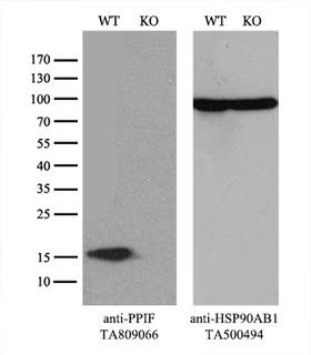 PPIF / Cyclophilin F Antibody - Equivalent amounts of cell lysates  and PPIF-Knockout 293T cells  were separated by SDS-PAGE and immunoblotted with anti-PPIF monoclonal antibody(1:500). Then the blotted membrane was stripped and reprobed with anti-HSP90AB1 antibody  as a loading control.