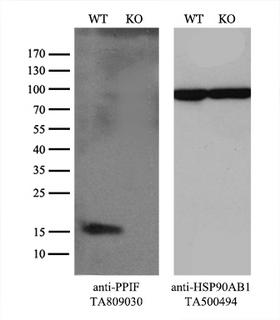 PPIF / Cyclophilin F Antibody - Equivalent amounts of cell lysates  and PPIF-Knockout 293T cells  were separated by SDS-PAGE and immunoblotted with anti-PPIF monoclonal antibody(1:1000). Then the blotted membrane was stripped and reprobed with anti-HSP90AB1 antibody  as a loading control.