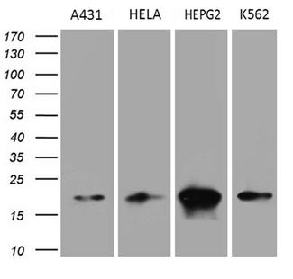 PPIF / Cyclophilin F Antibody - Western blot analysis of extracts. (35ug) from 4 different cell lines by using anti-PPIF monoclonal antibody. (1:500)