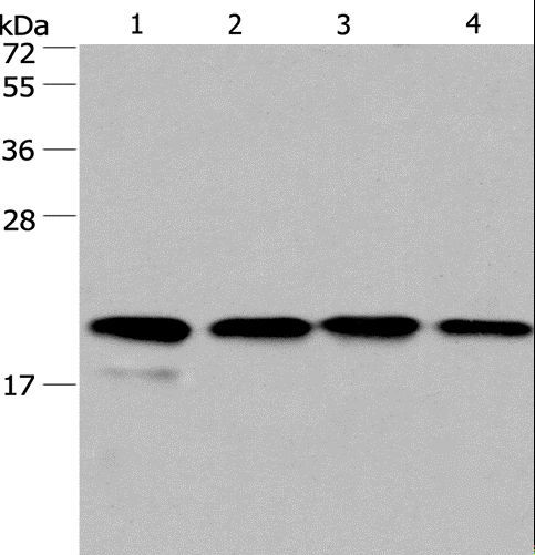 PPIF / Cyclophilin F Antibody - Western blot analysis of PC3 and 293T cell, human liver cancer tissue and HeLa cell, using PPIF Polyclonal Antibody at dilution of 1:500.