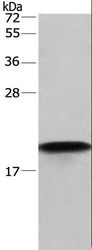 PPIF / Cyclophilin F Antibody - Western blot analysis of HeLa cell, using PPIF Polyclonal Antibody at dilution of 1:675.
