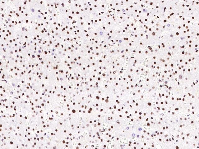 PPIG / Cyclophilin G Antibody - Immunochemical staining of human PPIG in human liver with rabbit polyclonal antibody at 1:500 dilution, formalin-fixed paraffin embedded sections.
