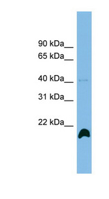 PPIH / Cyclophilin H Antibody - PPIH antibody Western blot of THP-1 cell lysate. This image was taken for the unconjugated form of this product. Other forms have not been tested.