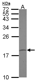 PPIL1 Antibody - Sample (30 ug of whole cell lysate) A: U87-MG 15% SDS PAGE PPIL1 antibody diluted at 1:1000