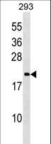 PPIL3 Antibody - PPIL3 Antibody western blot of 293 cell line lysates (35 ug/lane). The PPIL3 antibody detected the PPIL3 protein (arrow).