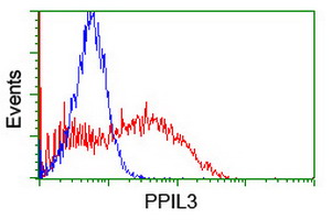 PPIL3 Antibody - HEK293T cells transfected with either overexpress plasmid (Red) or empty vector control plasmid (Blue) were immunostained by anti-PPIL3 antibody, and then analyzed by flow cytometry.