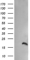 PPIL3 Antibody - HEK293T cells were transfected with the pCMV6-ENTRY control (Left lane) or pCMV6-ENTRY PPIL3 (Right lane) cDNA for 48 hrs and lysed. Equivalent amounts of cell lysates (5 ug per lane) were separated by SDS-PAGE and immunoblotted with anti-PPIL3.