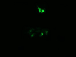 PPIL3 Antibody - Anti-PPIL3 mouse monoclonal antibody immunofluorescent staining of COS7 cells transiently transfected by pCMV6-ENTRY PPIL3.