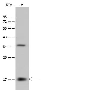 PPIL3 Antibody - Anti-PPIL3 rabbit polyclonal antibody at 1:500 dilution. Lane A: 293 Whole Cell Lysate. Lysates/proteins at 30 ug per lane. Secondary: Goat Anti-Rabbit IgG (H+L)/HRP at 1/10000 dilution. Developed using the ECL technique. Performed under reducing conditions. Predicted band size: 18 kDa. Observed band size: 18 kDa.