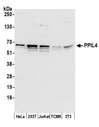 PPIL4 Antibody - Detection of human and mouse PPIL4 by western blot. Samples: Whole cell lysate (50 µg) from HeLa, HEK293T, Jurkat, mouse TCMK-1, and mouse NIH 3T3 cells prepared using NETN lysis buffer. Antibody: Affinity purified rabbit anti-PPIL4 antibody used for WB at 0.1 µg/ml. Detection: Chemiluminescence with an exposure time of 30 seconds.