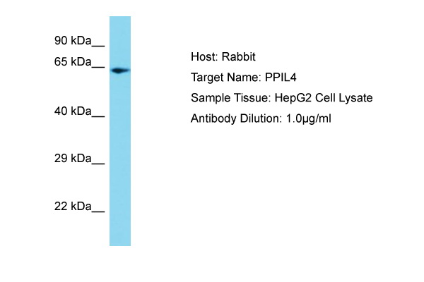 PPIL4 Antibody -  This image was taken for the unconjugated form of this product. Other forms have not been tested.