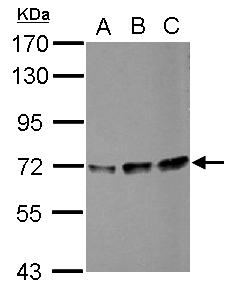PPIL4 Antibody - Sample (30 ug of whole cell lysate) A: HeLa B: HepG2 C: HCT116 7.5% SDS PAGE PPIL4 antibody diluted at 1:1000