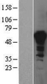 PPIL4 Protein - Western validation with an anti-DDK antibody * L: Control HEK293 lysate R: Over-expression lysate