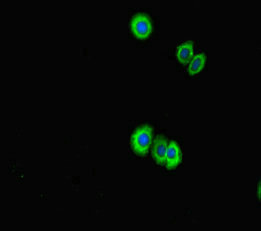 PPIL5 Antibody - Immunofluorescent analysis of HepG2 cells diluted at 1:100 and Alexa Fluor 488-congugated AffiniPure Goat Anti-Rabbit IgG(H+L)