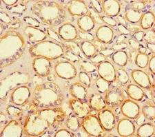 PPIL5 Antibody - Immunohistochemistry of paraffin-embedded human kidney tissue at dilution of 1:100