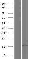PPIL5 Protein - Western validation with an anti-DDK antibody * L: Control HEK293 lysate R: Over-expression lysate