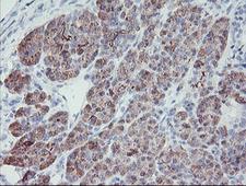 PPIL6 Antibody - IHC of paraffin-embedded Human pancreas tissue using anti-PPIL6 mouse monoclonal antibody. (Heat-induced epitope retrieval by 10mM citric buffer, pH6.0, 100C for 10min).