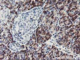 PPIL6 Antibody - IHC of paraffin-embedded Human pancreas tissue using anti-PPIL6 mouse monoclonal antibody.