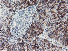 PPIL6 Antibody - IHC of paraffin-embedded Human pancreas tissue using anti-PPIL6 mouse monoclonal antibody.