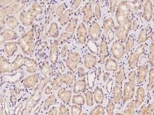 PPIP5K2 / HISPPD1 Antibody - Immunochemical staining of human PPIP5K2 in human kidney with rabbit polyclonal antibody at 1:100 dilution, formalin-fixed paraffin embedded sections.