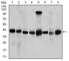 PPM1A / PP2CA Antibody - PPM1A Antibody in Western Blot (WB)
