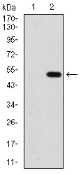 PPM1A / PP2CA Antibody - Western blot using PPM1A monoclonal antibody against HEK293 (1) and PPM1A (AA: 202-382)-hIgGFc transfected HEK293 (2) cell lysate.
