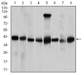 PPM1A / PP2CA Antibody - Western blot using PPM1A mouse monoclonal antibody against Jurkat (1), Jurkat (2), A431 (3), HeLa (4), HEK293 (5), Raji (6), MCF-7 (7), and COS7 (8) cell lysate.