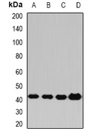 PPM1A / PP2CA Antibody - Western blot analysis of PP2C-alpha expression in HeLa (A); HepG2 (B); mouse liver (C); rat brain (D) whole cell lysates.