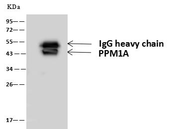 PPM1A / PP2CA Antibody - PPM1A was immunoprecipitated using: Lane A: 0.5 mg MCF7 Whole Cell Lysate. 4 uL anti-PPM1A rabbit polyclonal antibody and 60 ug of Immunomagnetic beads Protein A/G. Primary antibody: Anti-PPM1A rabbit polyclonal antibody, at 1:100 dilution. Secondary antibody: Goat Anti-Rabbit IgG (H+L)/HRP at 1/10000 dilution. Developed using the ECL technique. Performed under reducing conditions. Predicted band size: 43 kDa. Observed band size: 43 kDa.