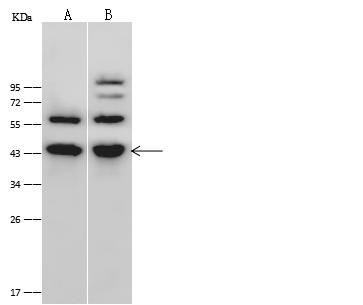 PPM1A / PP2CA Antibody - Anti-PPM1A rabbit polyclonal antibody at 1:500 dilution. Lane A: HeLa Whole Cell Lysate. Lane B: A431 Whole Cell Lysate. Lysates/proteins at 30 ug per lane. Secondary: Goat Anti-Rabbit IgG (H+L)/HRP at 1/10000 dilution. Developed using the ECL technique. Performed under reducing conditions. Predicted band size: 42 kDa. Observed band size: 44 kDa.
