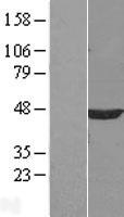 PPM1A / PP2CA Protein - Western validation with an anti-DDK antibody * L: Control HEK293 lysate R: Over-expression lysate