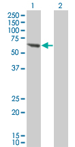 PPM1B Antibody - Western Blot analysis of PPM1B expression in transfected 293T cell line by PPM1B monoclonal antibody (M01), clone 1A3-2A4.Lane 1: PPM1B transfected lysate(52.643 KDa).Lane 2: Non-transfected lysate.