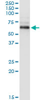 PPM1B Antibody - Immunoprecipitation of PPM1B transfected lysate using anti-PPM1B monoclonal antibody and Protein A Magnetic Bead, and immunoblotted with PPM1B monoclonal antibody.