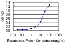 PPM1B Antibody - Detection limit for recombinant GST tagged PPM1B is 0.3 ng/ml as a capture antibody.