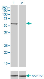PPM1B Antibody - Western blot analysis of PPM1B over-expressed 293 cell line, cotransfected with PPM1B Validated Chimera RNAi (Lane 2) or non-transfected control (Lane 1). Blot probed with PPM1B monoclonal antibody (M01), clone 1A3-2A4 . GAPDH ( 36.1 kDa ) used as specificity and loading control.