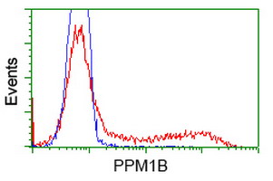 PPM1B Antibody - HEK293T cells transfected with either overexpress plasmid (Red) or empty vector control plasmid (Blue) were immunostained by anti-PPM1B antibody, and then analyzed by flow cytometry.