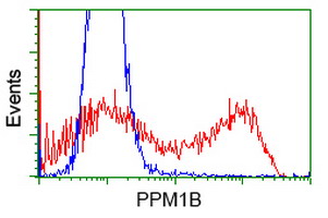 PPM1B Antibody - HEK293T cells transfected with either overexpress plasmid (Red) or empty vector control plasmid (Blue) were immunostained by anti-PPM1B antibody, and then analyzed by flow cytometry.